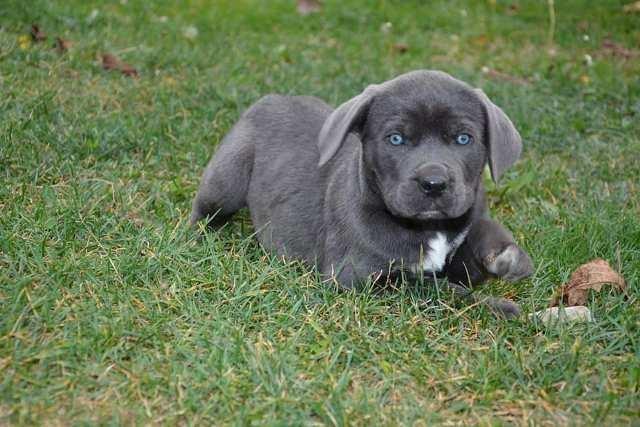 Cane-Corso--štenci