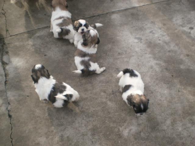 Shih Tzu Stenci