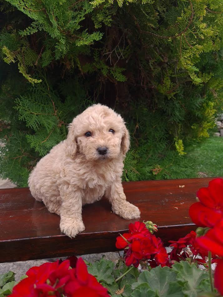 Labradoodle-štenci-