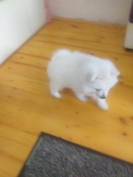 Pomeranski-mini-špic