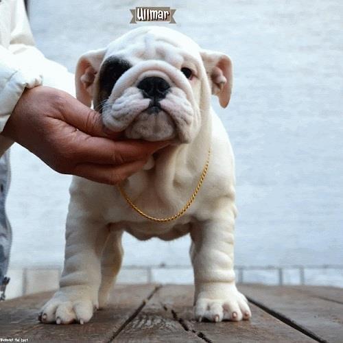 Engleski-Buldog-