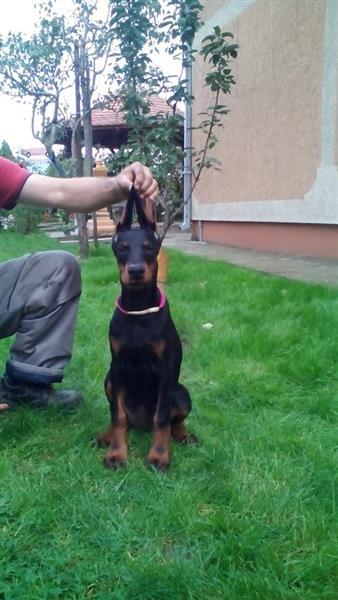 DOBERMAN---prelepe-zenkice