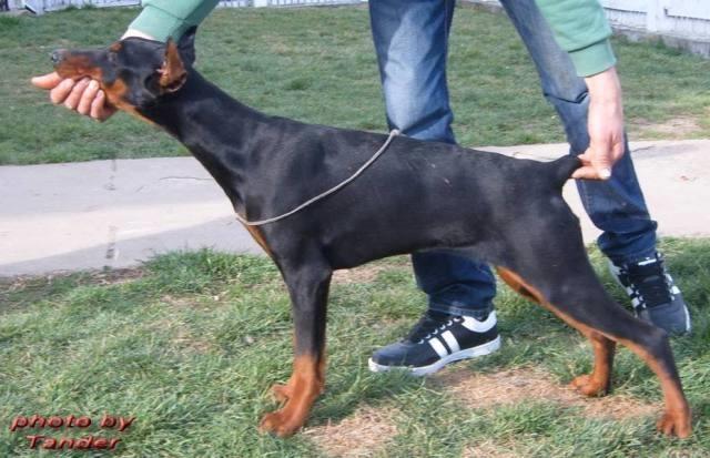 Doberman--zenkice-i-muzjaci