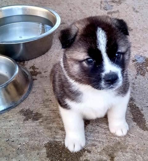Američka-Akita-štenci