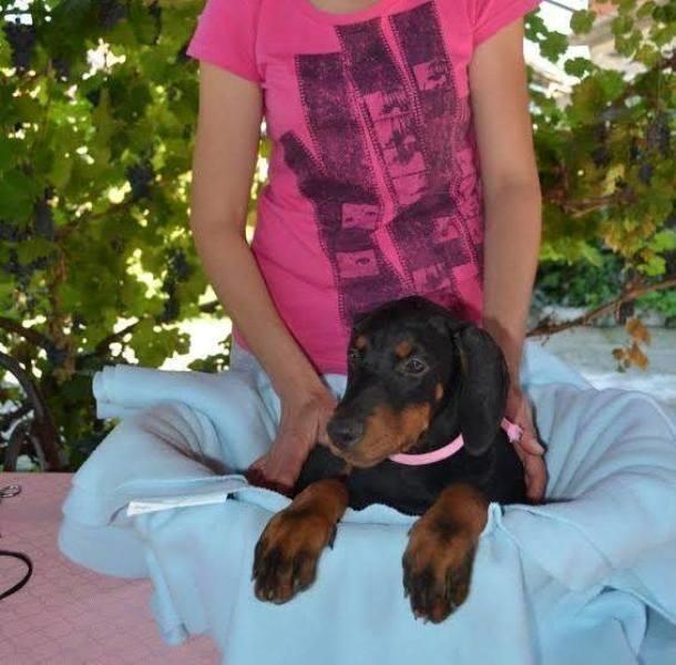 Doberman--štenad-odličnog-pedigrea-