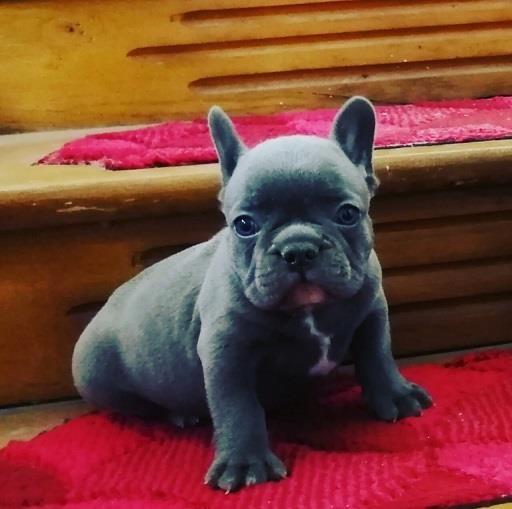 Francuski-buldog-plavi-štenci-