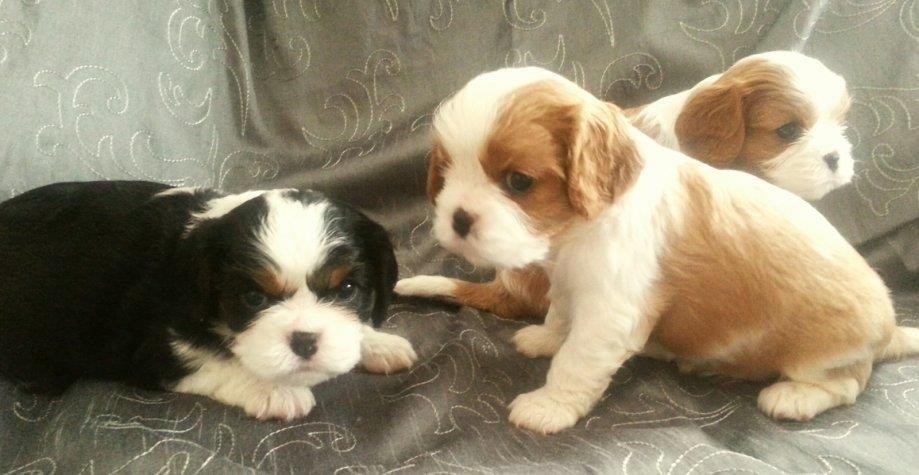 Cavalier-King-Charles-
