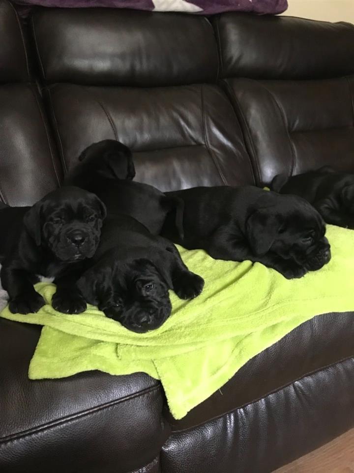Roditelji-pasa-Cane-Corso