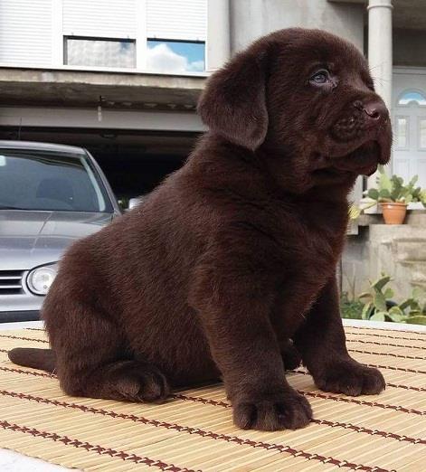 Labrador-Retriver