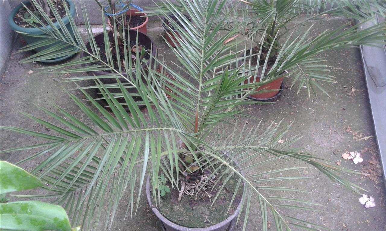 Palme