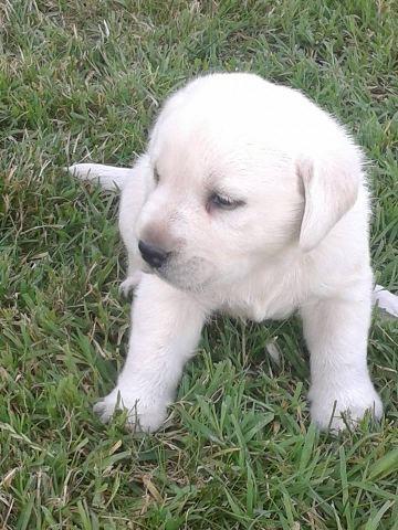 Labrador-Retriver---stenci