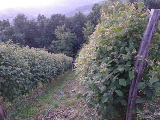 Beraci maline