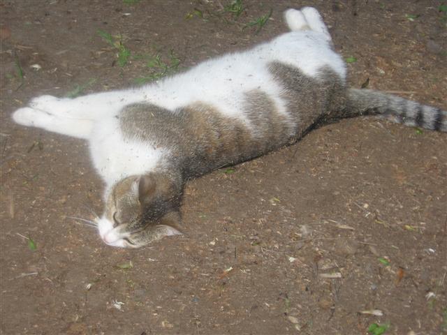 Maca-Maza