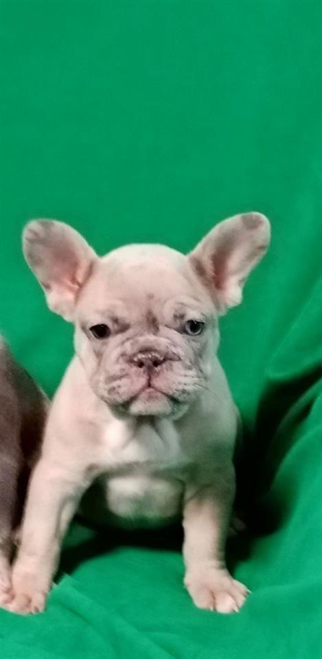 Francuski-buldog-štenci-egzotičnih-boja