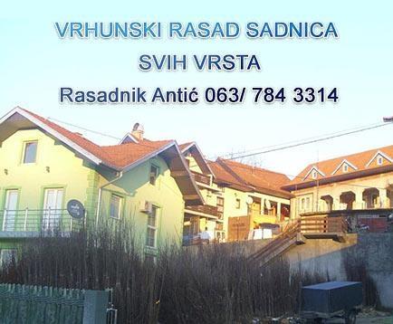 Rasad mini voća sadnice