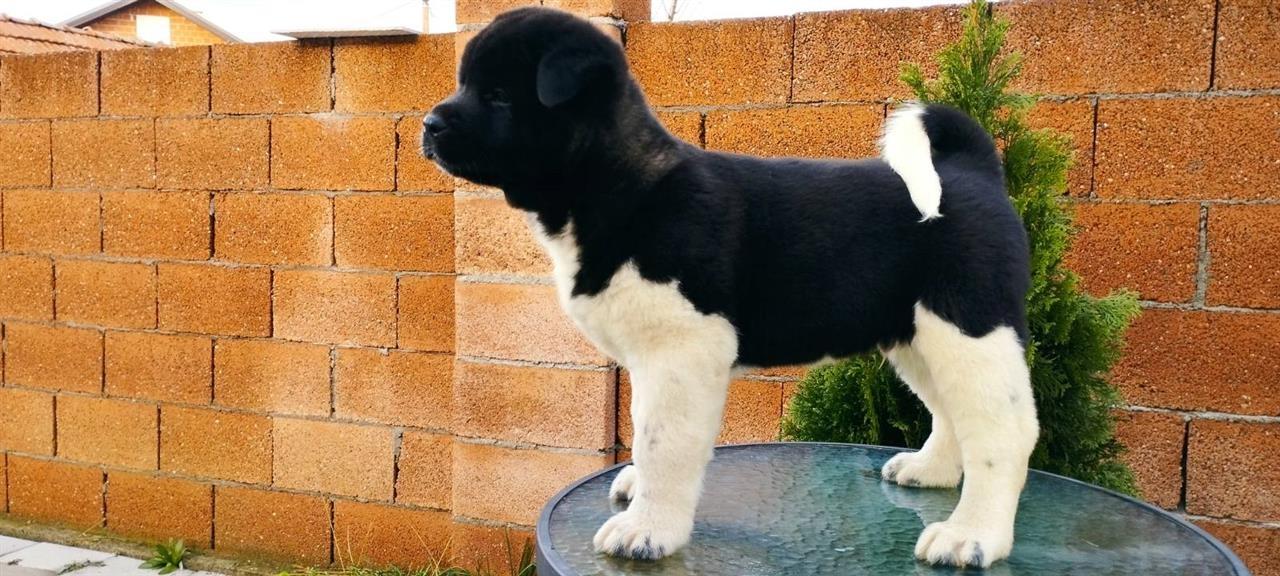 Američka-Akita