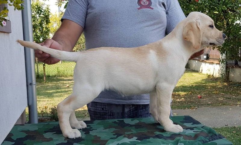 Stenci-LABRADOR-retrivera