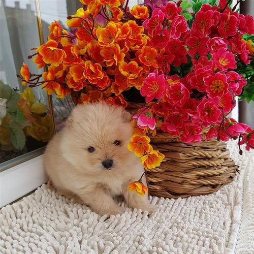 Pomeranski spic 