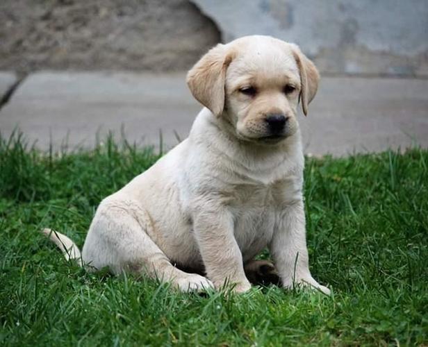 Labradori stenci 