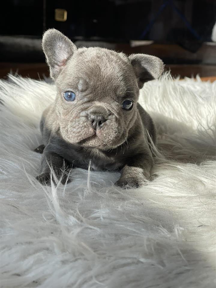 Francuski-Buldog