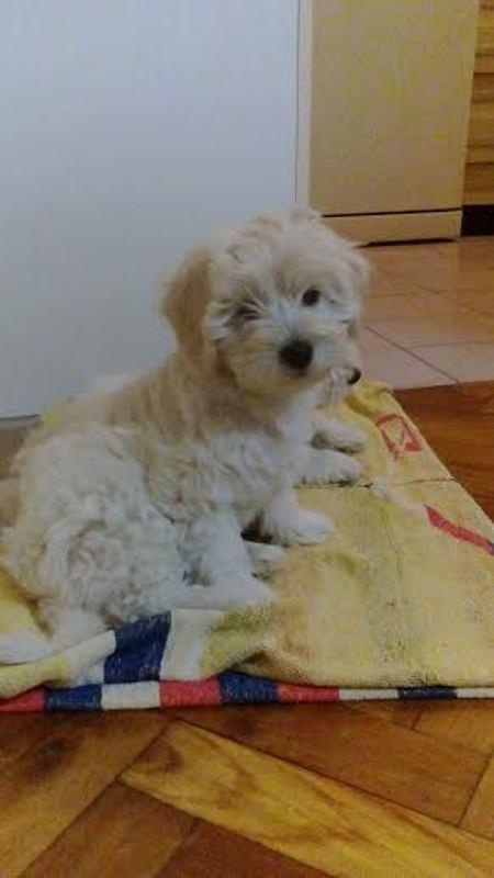 Coton-de-Tulear-štenci-