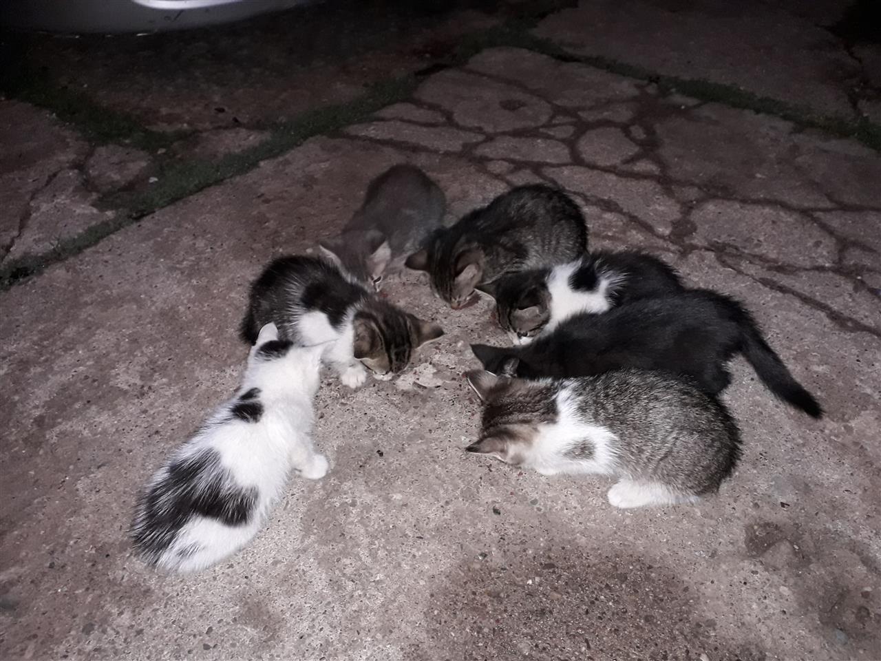 Poklanjam-mačiće