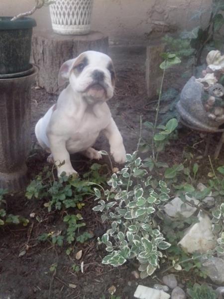 Engleski-buldog-stenci