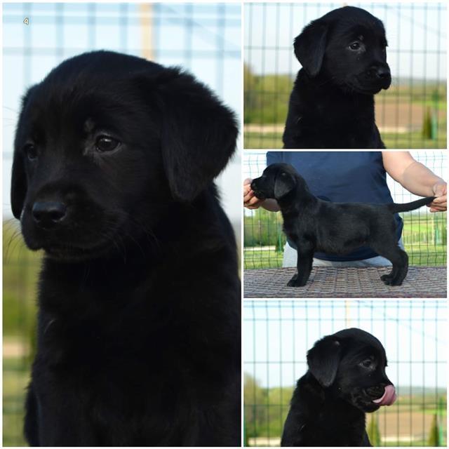 Labrador-retriver-stenci-