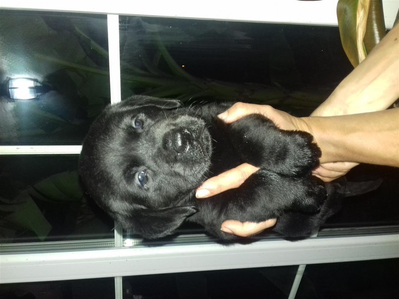 Labrador-retriver