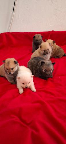 Pomeranski spic