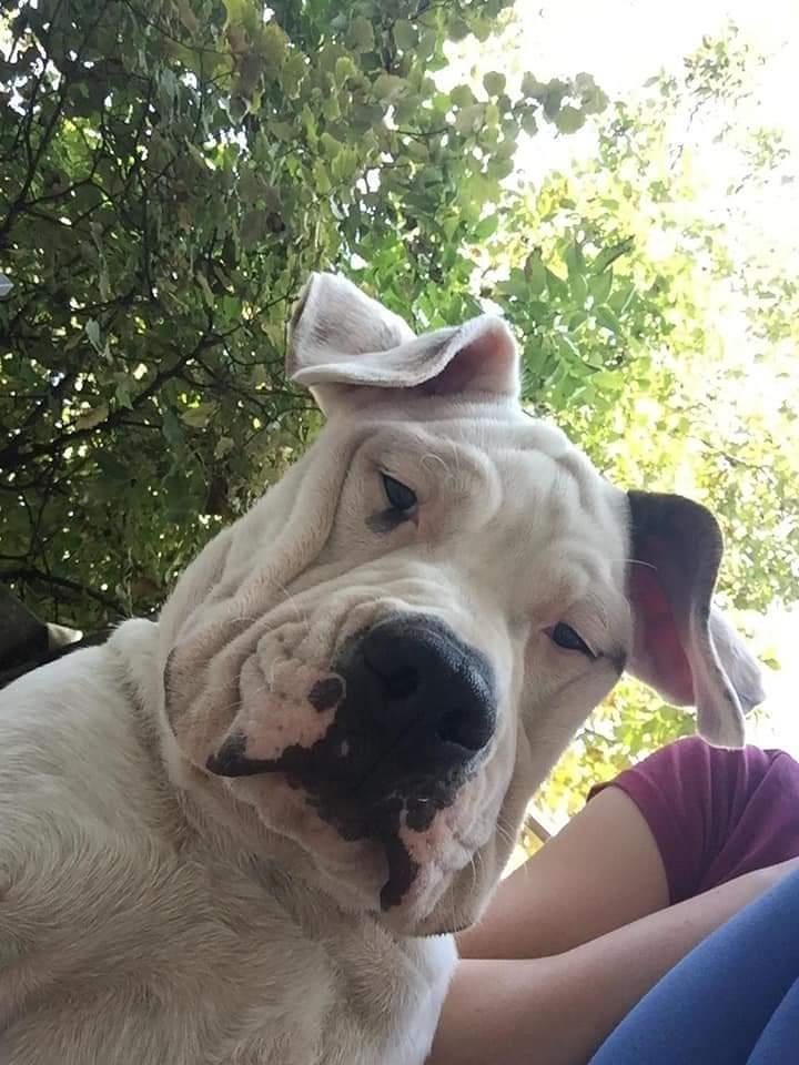 Američki-buldog-štenci