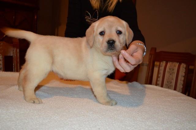 Labrador-retriver-stenci