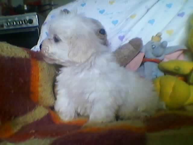 Maltezer