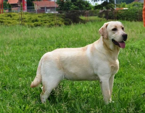 Zenku labrador retrivera