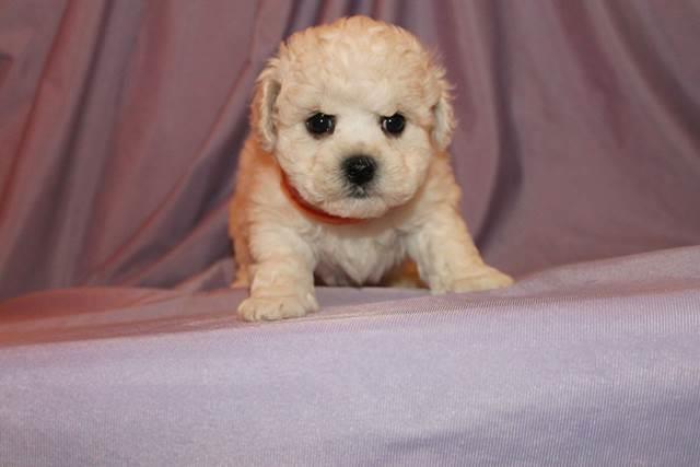 Bichon-Frise-