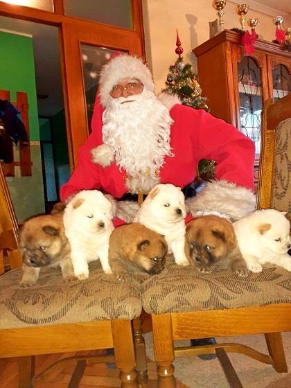 Chow-chow-cau-cau-stenad