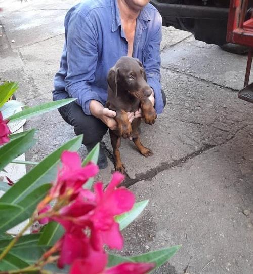 Doberman