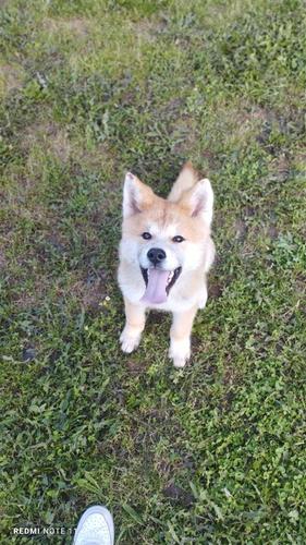 Akita inu