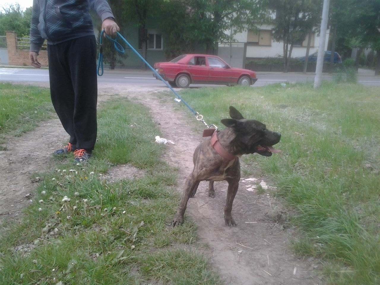 -pit-bull-terrier-tri-steneta