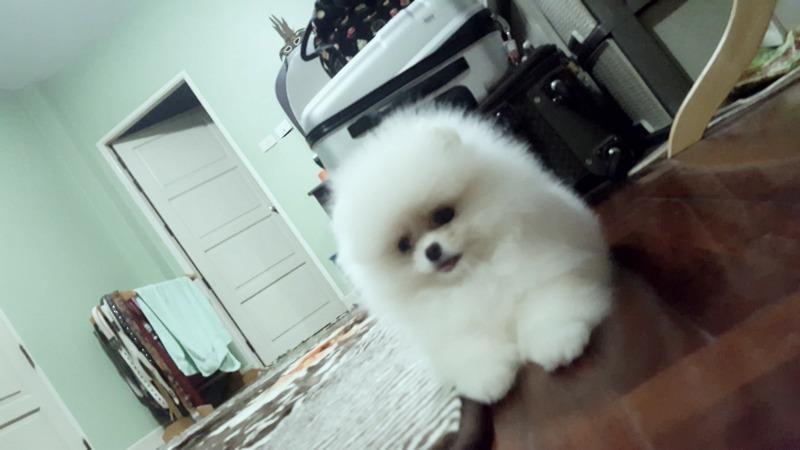 Pomeranski-spic