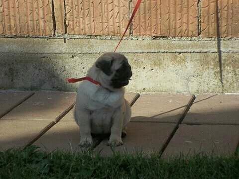 Mops--musko-stene