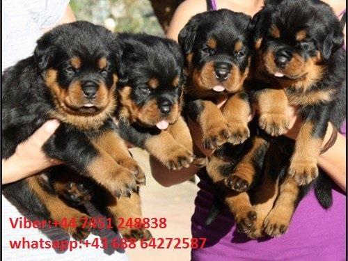 Rottweiler štenci