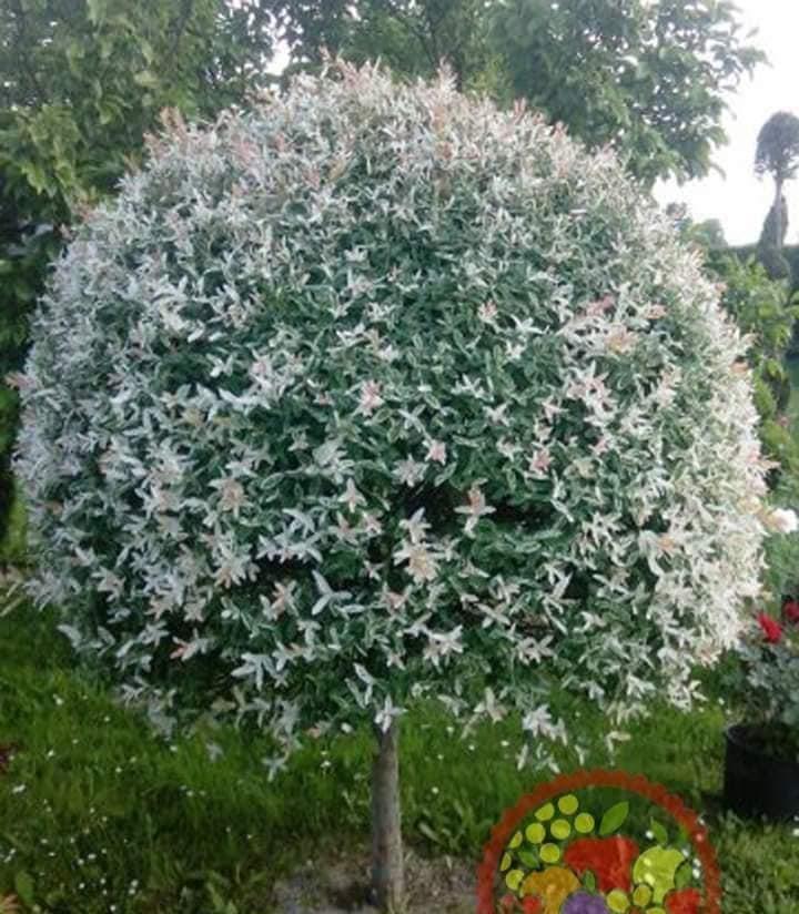 UKRASNA-VRBA