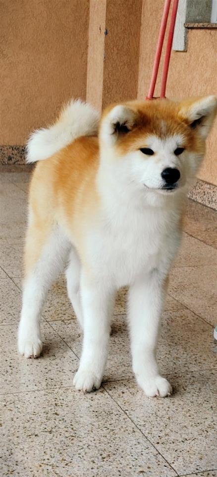 Akita-Inu