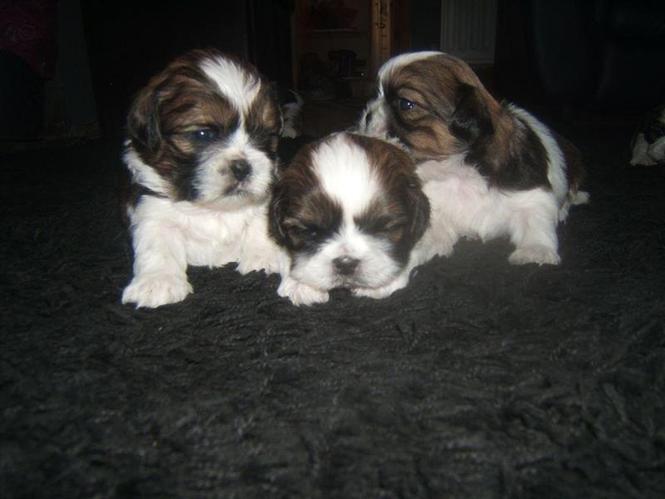 Shi-tzu