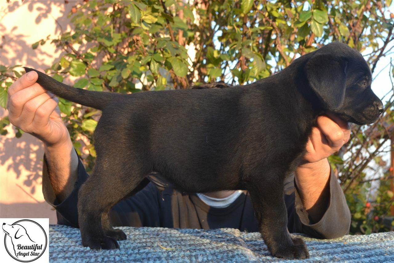 Stenci-Labrador-Retrivera