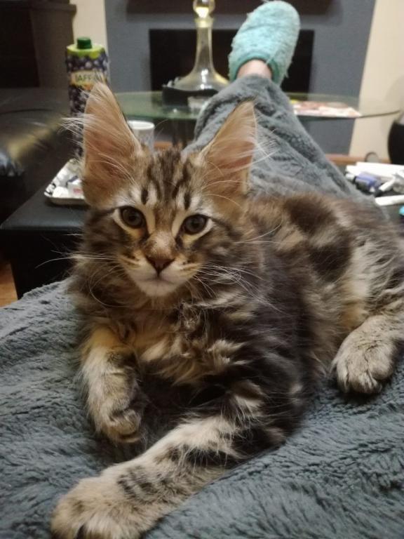 Main-coon-mačići-