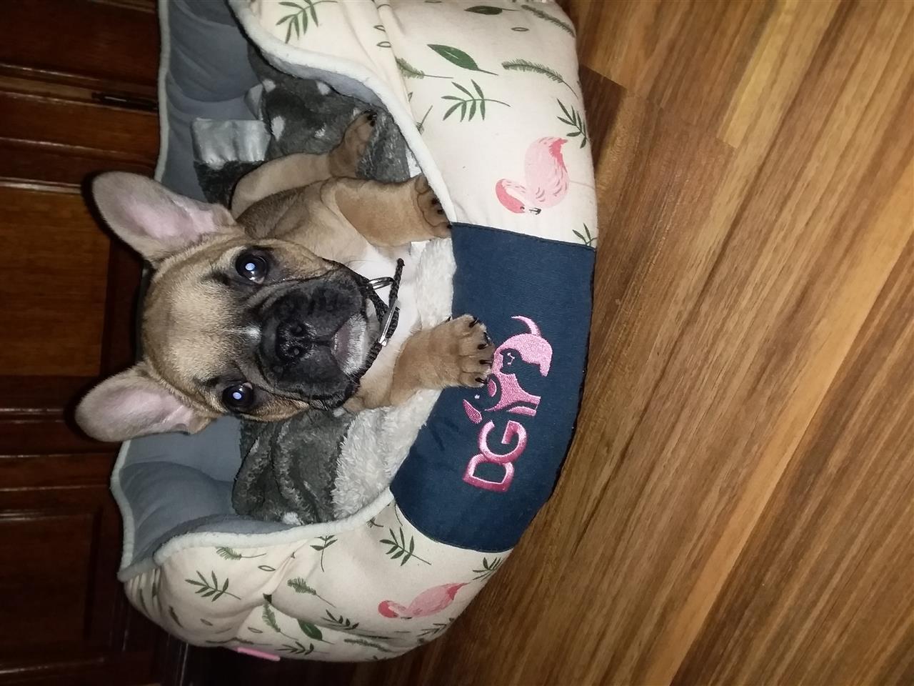 Francuski-Buldog