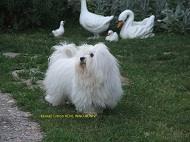 Coton-de-Tulear-mužjak-za-parenje