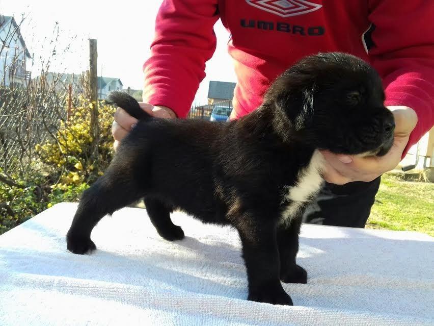 Cane-Corso-štenci